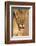 Lioness (Panthera leo) in the Kalahari, Kgalagadi Transfrontier Park, Northern Cape, South Africa, -Ann and Steve Toon-Framed Photographic Print