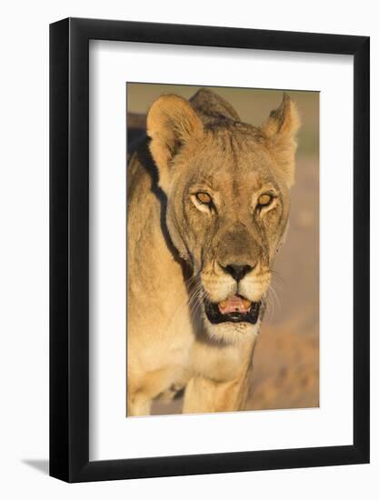 Lioness (Panthera leo) in the Kalahari, Kgalagadi Transfrontier Park, Northern Cape, South Africa, -Ann and Steve Toon-Framed Photographic Print