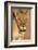 Lioness (Panthera leo) in the Kalahari, Kgalagadi Transfrontier Park, Northern Cape, South Africa, -Ann and Steve Toon-Framed Photographic Print