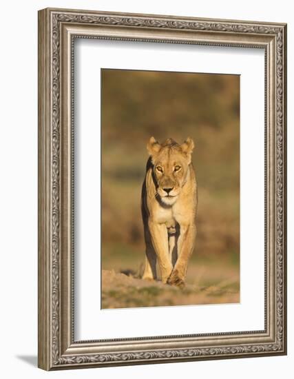 Lioness (Panthera leo) in the Kalahari, Kgalagadi Transfrontier Park, Northern Cape, South Africa, -Ann and Steve Toon-Framed Photographic Print