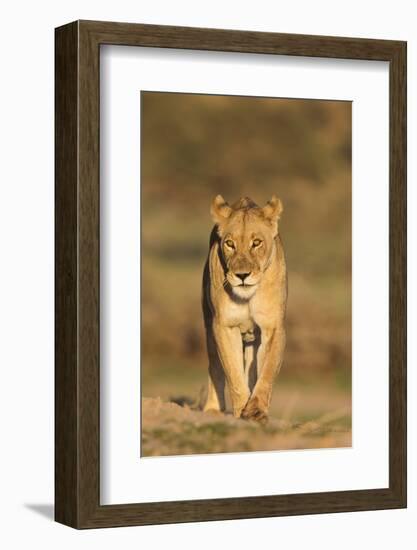 Lioness (Panthera leo) in the Kalahari, Kgalagadi Transfrontier Park, Northern Cape, South Africa, -Ann and Steve Toon-Framed Photographic Print