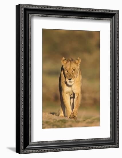 Lioness (Panthera leo) in the Kalahari, Kgalagadi Transfrontier Park, Northern Cape, South Africa, -Ann and Steve Toon-Framed Photographic Print