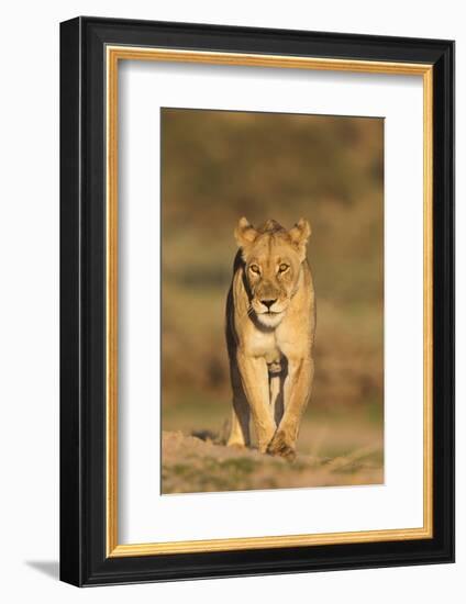 Lioness (Panthera leo) in the Kalahari, Kgalagadi Transfrontier Park, Northern Cape, South Africa, -Ann and Steve Toon-Framed Photographic Print