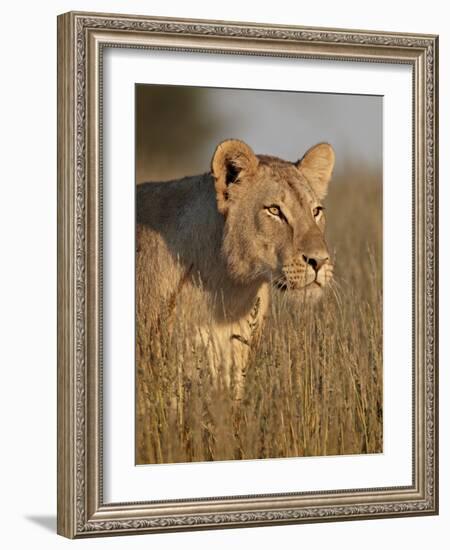 Lioness (Panthera Leo), Kgalagadi Transfrontier Park, Encompassing the Former Kalahari Gemsbok Nati-James Hager-Framed Photographic Print