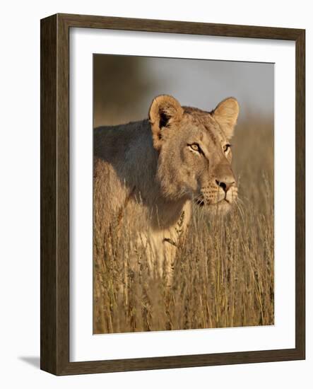 Lioness (Panthera Leo), Kgalagadi Transfrontier Park, Encompassing the Former Kalahari Gemsbok Nati-James Hager-Framed Photographic Print