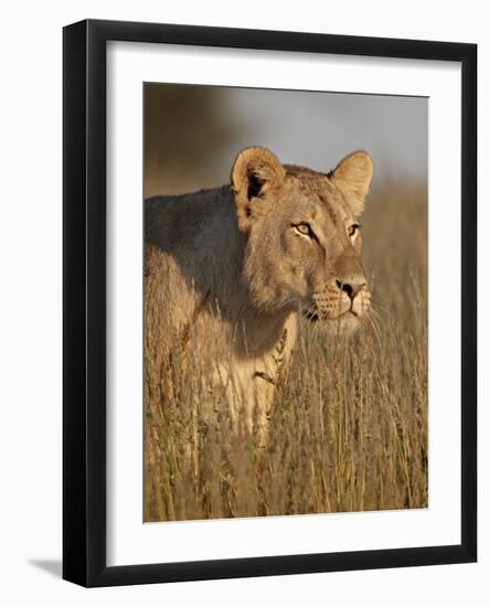 Lioness (Panthera Leo), Kgalagadi Transfrontier Park, Encompassing the Former Kalahari Gemsbok Nati-James Hager-Framed Photographic Print