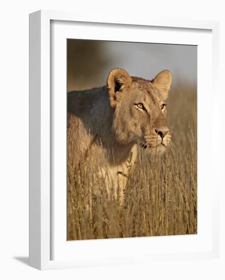 Lioness (Panthera Leo), Kgalagadi Transfrontier Park, Encompassing the Former Kalahari Gemsbok Nati-James Hager-Framed Photographic Print