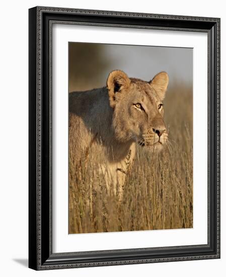 Lioness (Panthera Leo), Kgalagadi Transfrontier Park, Encompassing the Former Kalahari Gemsbok Nati-James Hager-Framed Photographic Print