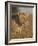 Lioness (Panthera Leo), Kgalagadi Transfrontier Park, Encompassing the Former Kalahari Gemsbok Nati-James Hager-Framed Photographic Print