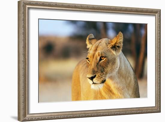 Lioness (Panthera leo), Kgalagadi Transfrontier Park, Kalahari, Northern Cape, South Africa, Africa-Christian Kober-Framed Photographic Print