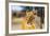 Lioness (Panthera leo), Kgalagadi Transfrontier Park, Kalahari, Northern Cape, South Africa, Africa-Christian Kober-Framed Photographic Print