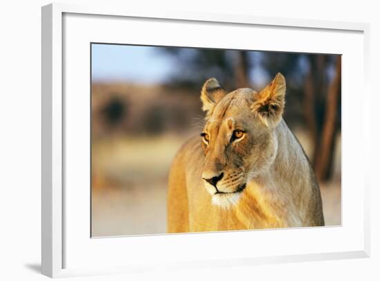 Lioness (Panthera leo), Kgalagadi Transfrontier Park, Kalahari, Northern Cape, South Africa, Africa-Christian Kober-Framed Photographic Print