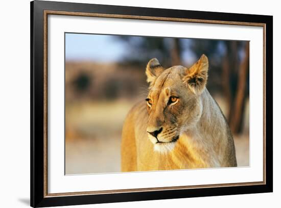 Lioness (Panthera leo), Kgalagadi Transfrontier Park, Kalahari, Northern Cape, South Africa, Africa-Christian Kober-Framed Photographic Print