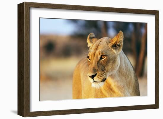 Lioness (Panthera leo), Kgalagadi Transfrontier Park, Kalahari, Northern Cape, South Africa, Africa-Christian Kober-Framed Photographic Print