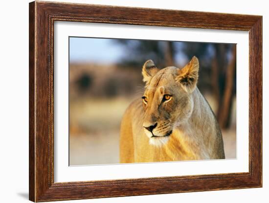 Lioness (Panthera leo), Kgalagadi Transfrontier Park, Kalahari, Northern Cape, South Africa, Africa-Christian Kober-Framed Photographic Print