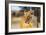 Lioness (Panthera leo), Kgalagadi Transfrontier Park, Kalahari, Northern Cape, South Africa, Africa-Christian Kober-Framed Photographic Print