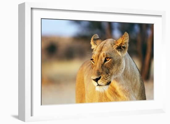 Lioness (Panthera leo), Kgalagadi Transfrontier Park, Kalahari, Northern Cape, South Africa, Africa-Christian Kober-Framed Photographic Print