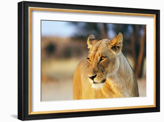 Lioness (Panthera leo), Kgalagadi Transfrontier Park, Kalahari, Northern Cape, South Africa, Africa-Christian Kober-Framed Photographic Print