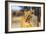 Lioness (Panthera leo), Kgalagadi Transfrontier Park, Kalahari, Northern Cape, South Africa, Africa-Christian Kober-Framed Photographic Print