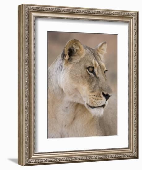 Lioness (Panthera Leo), Kgalagadi Transfrontier Park, South Africa, Africa-Ann & Steve Toon-Framed Photographic Print