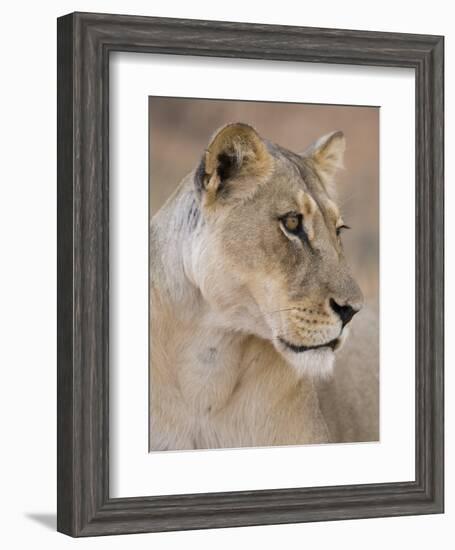 Lioness (Panthera Leo), Kgalagadi Transfrontier Park, South Africa, Africa-Ann & Steve Toon-Framed Photographic Print