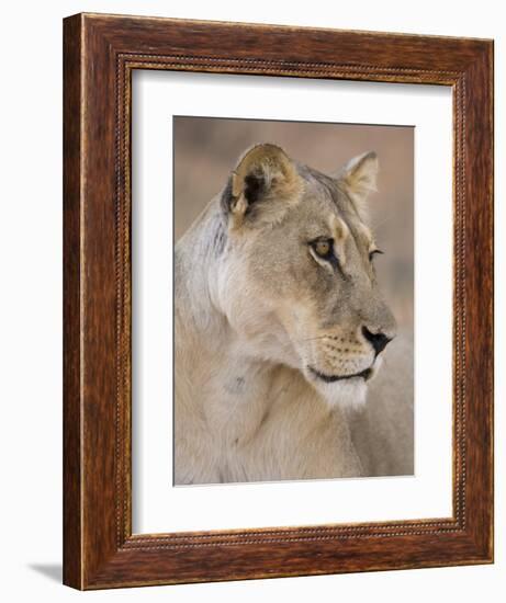 Lioness (Panthera Leo), Kgalagadi Transfrontier Park, South Africa, Africa-Ann & Steve Toon-Framed Photographic Print