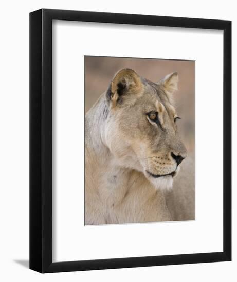 Lioness (Panthera Leo), Kgalagadi Transfrontier Park, South Africa, Africa-Ann & Steve Toon-Framed Photographic Print