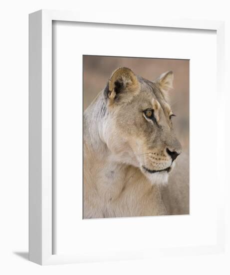 Lioness (Panthera Leo), Kgalagadi Transfrontier Park, South Africa, Africa-Ann & Steve Toon-Framed Photographic Print