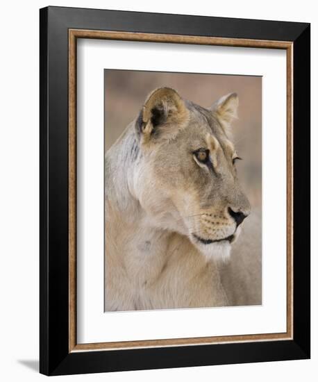 Lioness (Panthera Leo), Kgalagadi Transfrontier Park, South Africa, Africa-Ann & Steve Toon-Framed Photographic Print