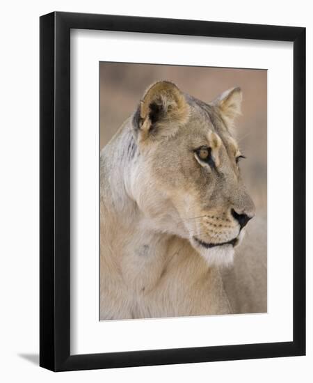 Lioness (Panthera Leo), Kgalagadi Transfrontier Park, South Africa, Africa-Ann & Steve Toon-Framed Photographic Print