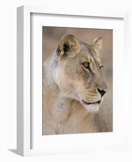 Lioness (Panthera Leo), Kgalagadi Transfrontier Park, South Africa, Africa-Ann & Steve Toon-Framed Photographic Print