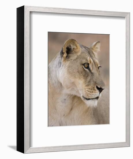 Lioness (Panthera Leo), Kgalagadi Transfrontier Park, South Africa, Africa-Ann & Steve Toon-Framed Photographic Print