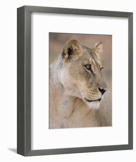 Lioness (Panthera Leo), Kgalagadi Transfrontier Park, South Africa, Africa-Ann & Steve Toon-Framed Photographic Print