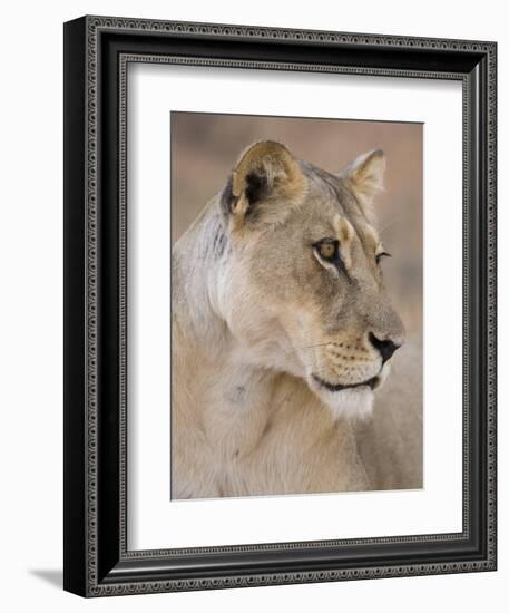 Lioness (Panthera Leo), Kgalagadi Transfrontier Park, South Africa, Africa-Ann & Steve Toon-Framed Photographic Print