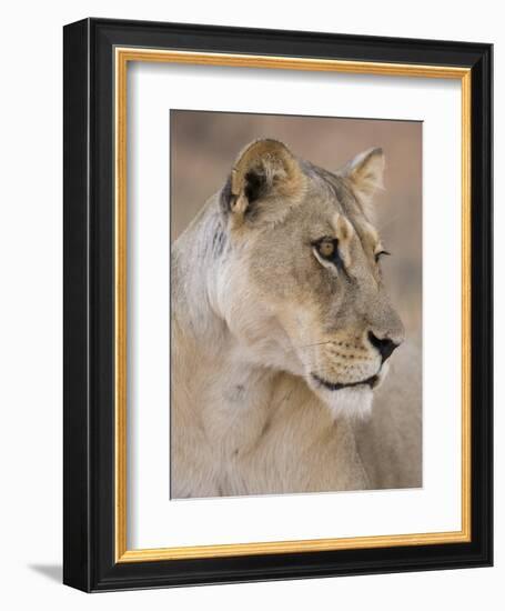 Lioness (Panthera Leo), Kgalagadi Transfrontier Park, South Africa, Africa-Ann & Steve Toon-Framed Photographic Print