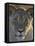 Lioness (Panthera Leo), Kgalagadi Transfrontier Park-James Hager-Framed Premier Image Canvas