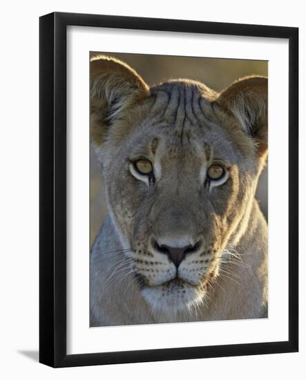 Lioness (Panthera Leo), Kgalagadi Transfrontier Park-James Hager-Framed Photographic Print