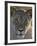 Lioness (Panthera Leo), Kgalagadi Transfrontier Park-James Hager-Framed Photographic Print