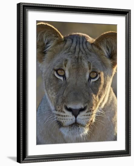 Lioness (Panthera Leo), Kgalagadi Transfrontier Park-James Hager-Framed Photographic Print