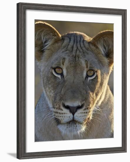 Lioness (Panthera Leo), Kgalagadi Transfrontier Park-James Hager-Framed Photographic Print