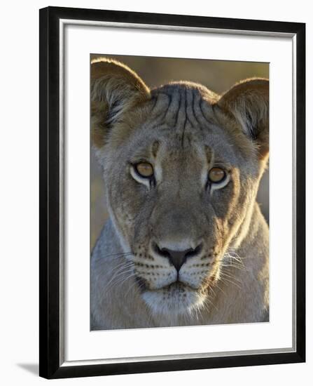 Lioness (Panthera Leo), Kgalagadi Transfrontier Park-James Hager-Framed Photographic Print