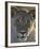 Lioness (Panthera Leo), Kgalagadi Transfrontier Park-James Hager-Framed Photographic Print