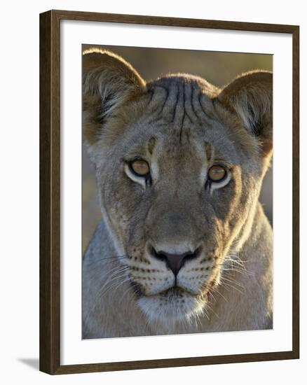 Lioness (Panthera Leo), Kgalagadi Transfrontier Park-James Hager-Framed Photographic Print