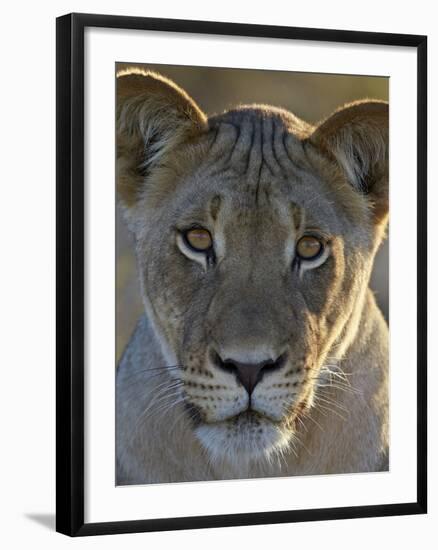 Lioness (Panthera Leo), Kgalagadi Transfrontier Park-James Hager-Framed Photographic Print