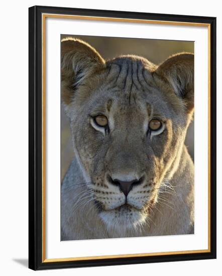 Lioness (Panthera Leo), Kgalagadi Transfrontier Park-James Hager-Framed Photographic Print