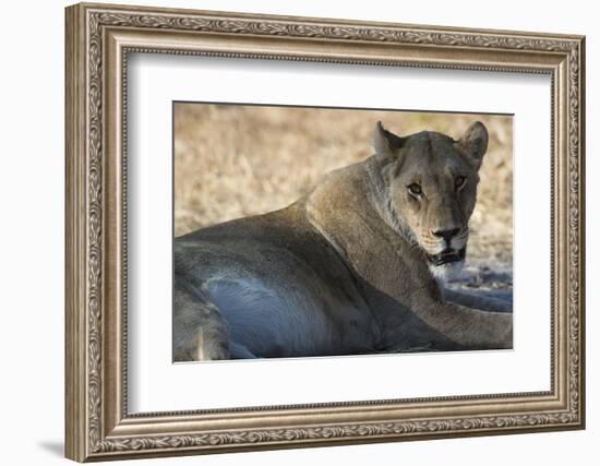 Lioness (Panthera Leo), Khwai Concession, Okavango Delta, Botswana, Africa-Sergio Pitamitz-Framed Photographic Print