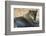 Lioness (Panthera Leo), Khwai Concession, Okavango Delta, Botswana, Africa-Sergio Pitamitz-Framed Photographic Print