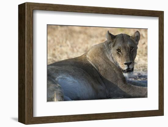 Lioness (Panthera Leo), Khwai Concession, Okavango Delta, Botswana, Africa-Sergio Pitamitz-Framed Photographic Print