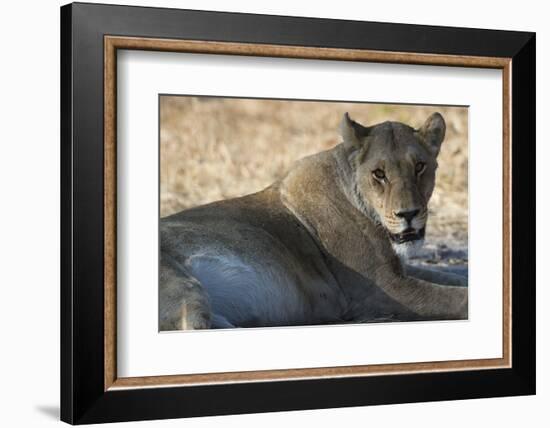 Lioness (Panthera Leo), Khwai Concession, Okavango Delta, Botswana, Africa-Sergio Pitamitz-Framed Photographic Print