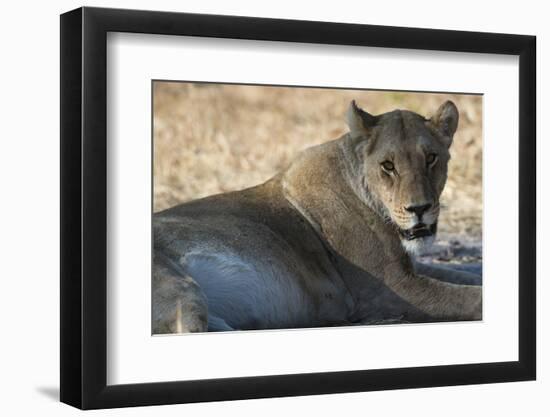 Lioness (Panthera Leo), Khwai Concession, Okavango Delta, Botswana, Africa-Sergio Pitamitz-Framed Photographic Print